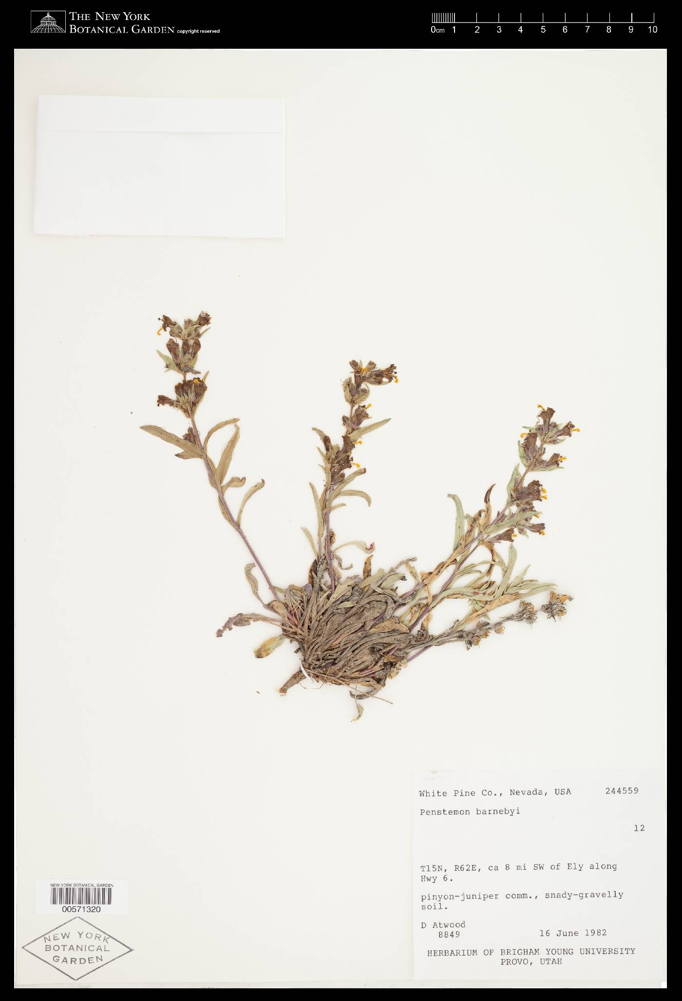 Penstemon barnebyi image