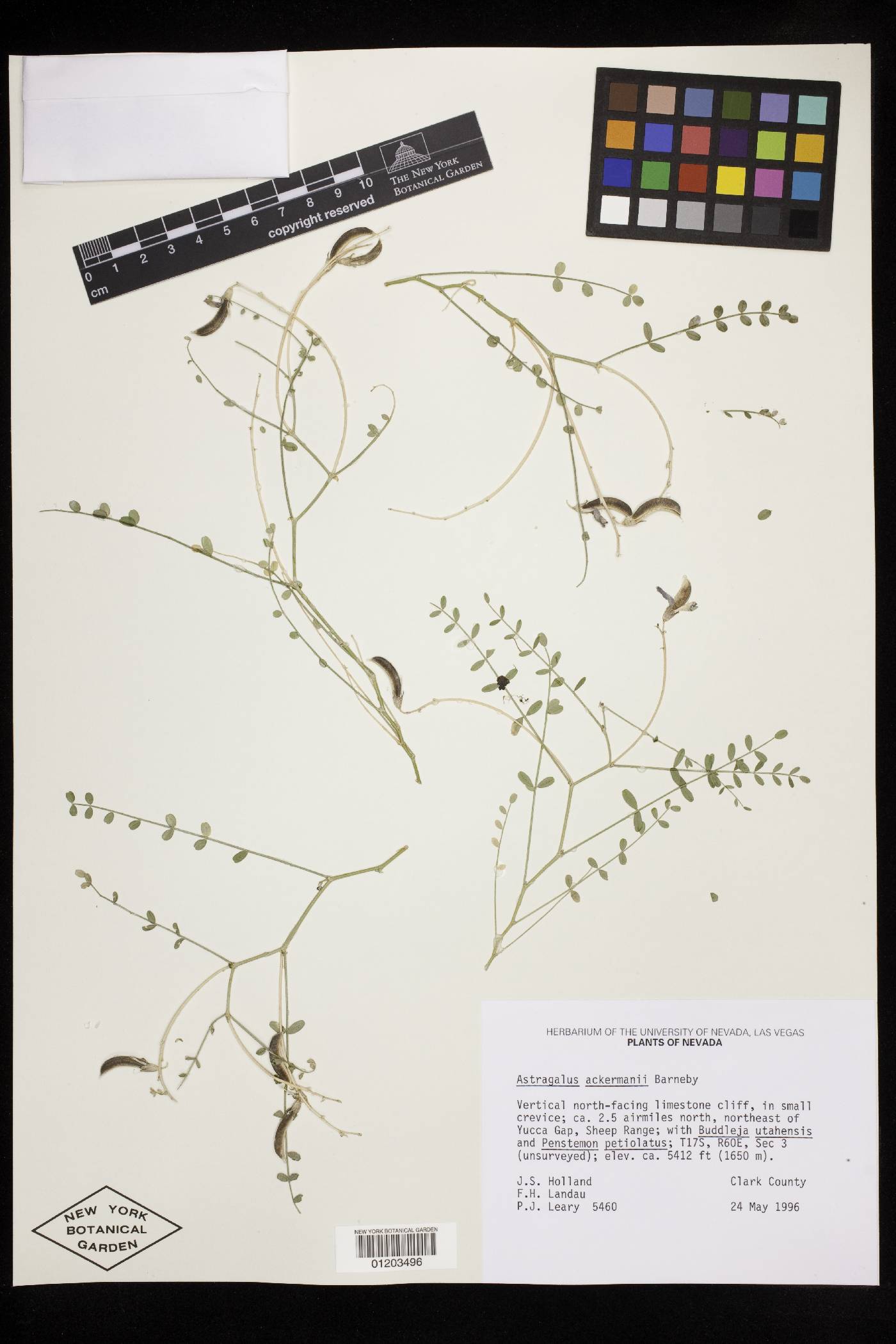 Astragalus ackermanii image