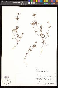 Collinsia parviflora image