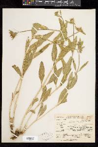 Helianthella uniflora image