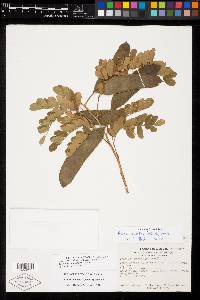 Albizia tomentosa image