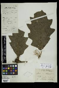 Solanum chrysotrichum image