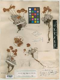 Eriogonum vineum image