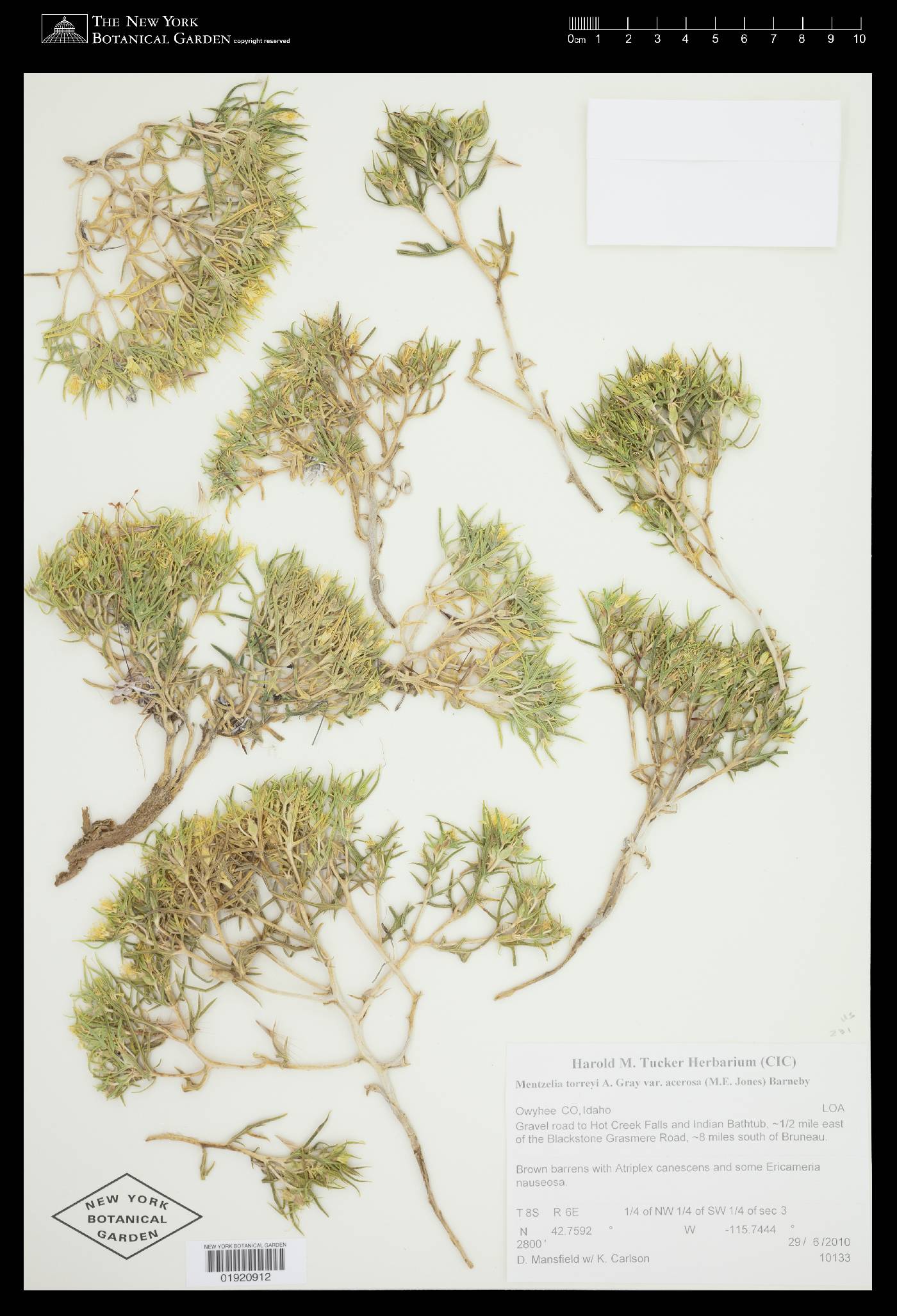 Mentzelia torreyi var. acerosa image