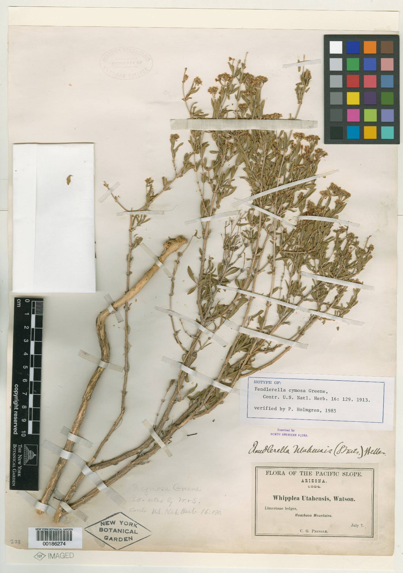 Fendlerella cymosa image