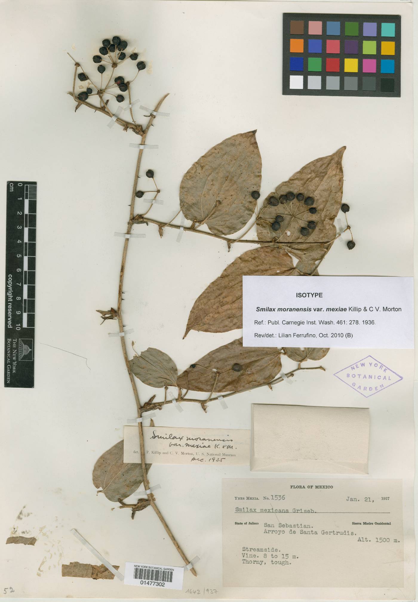 Smilax moranensis image