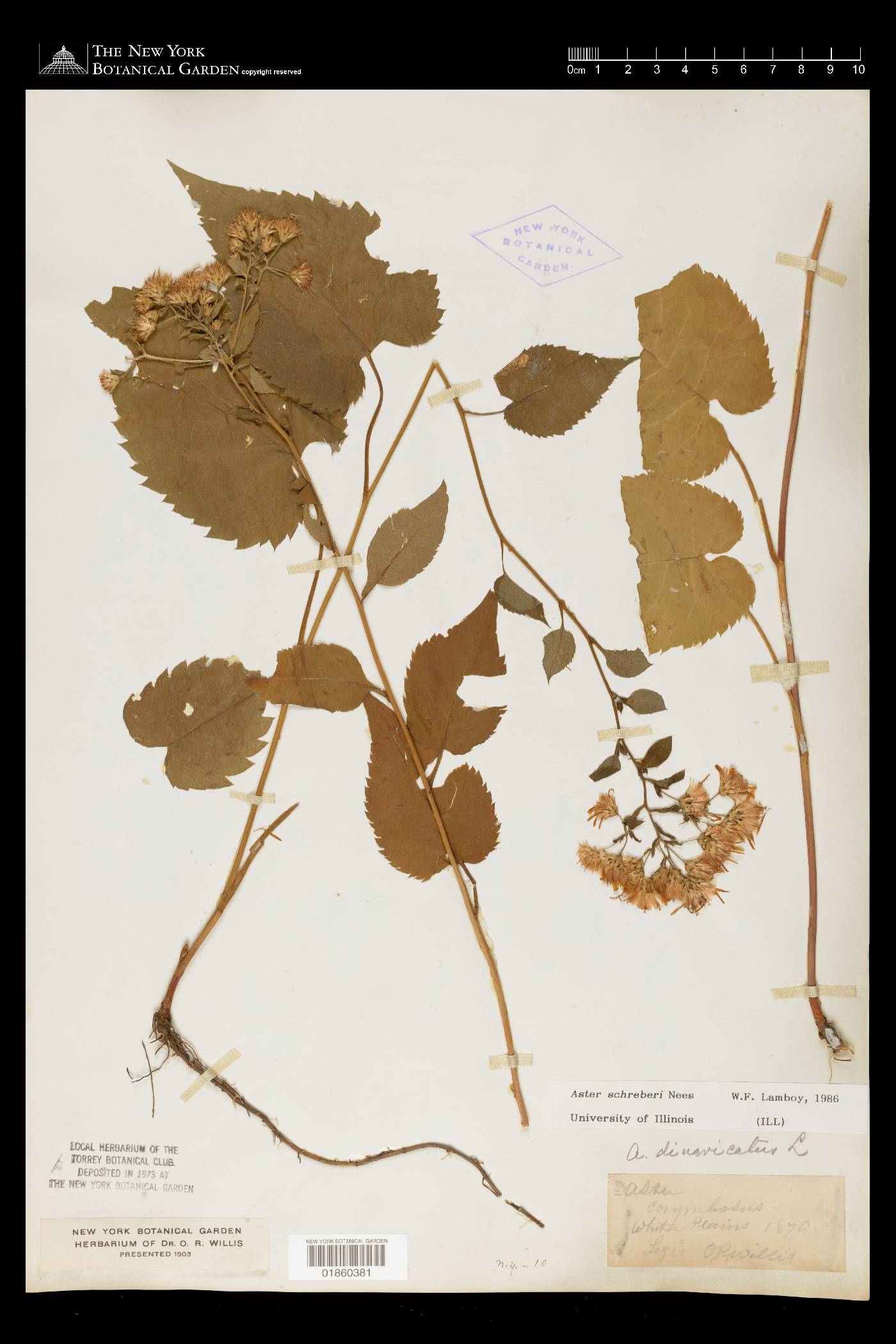 Eurybia schreberi image