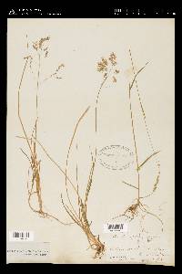 Poa cuspidata image