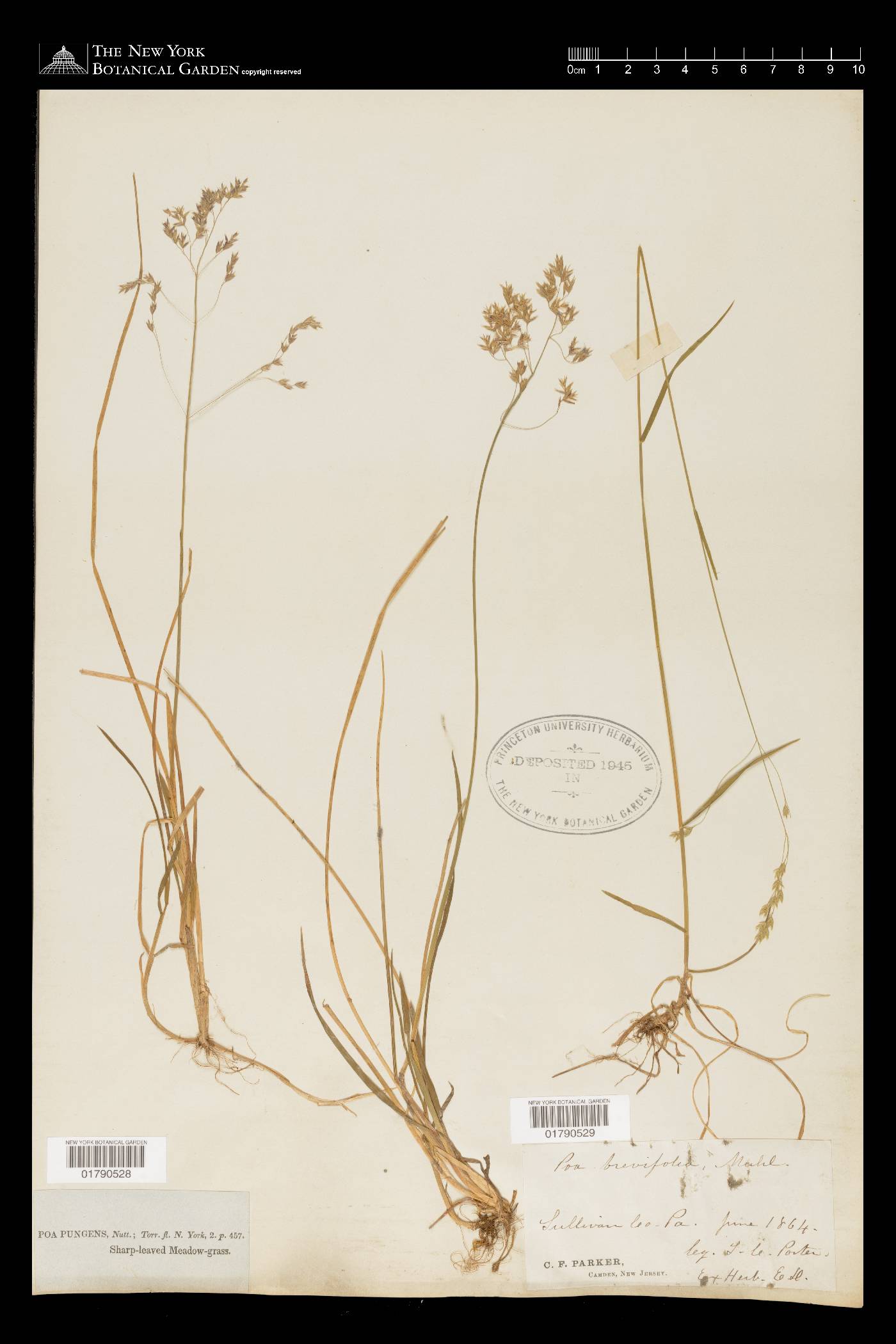 Poa cuspidata image