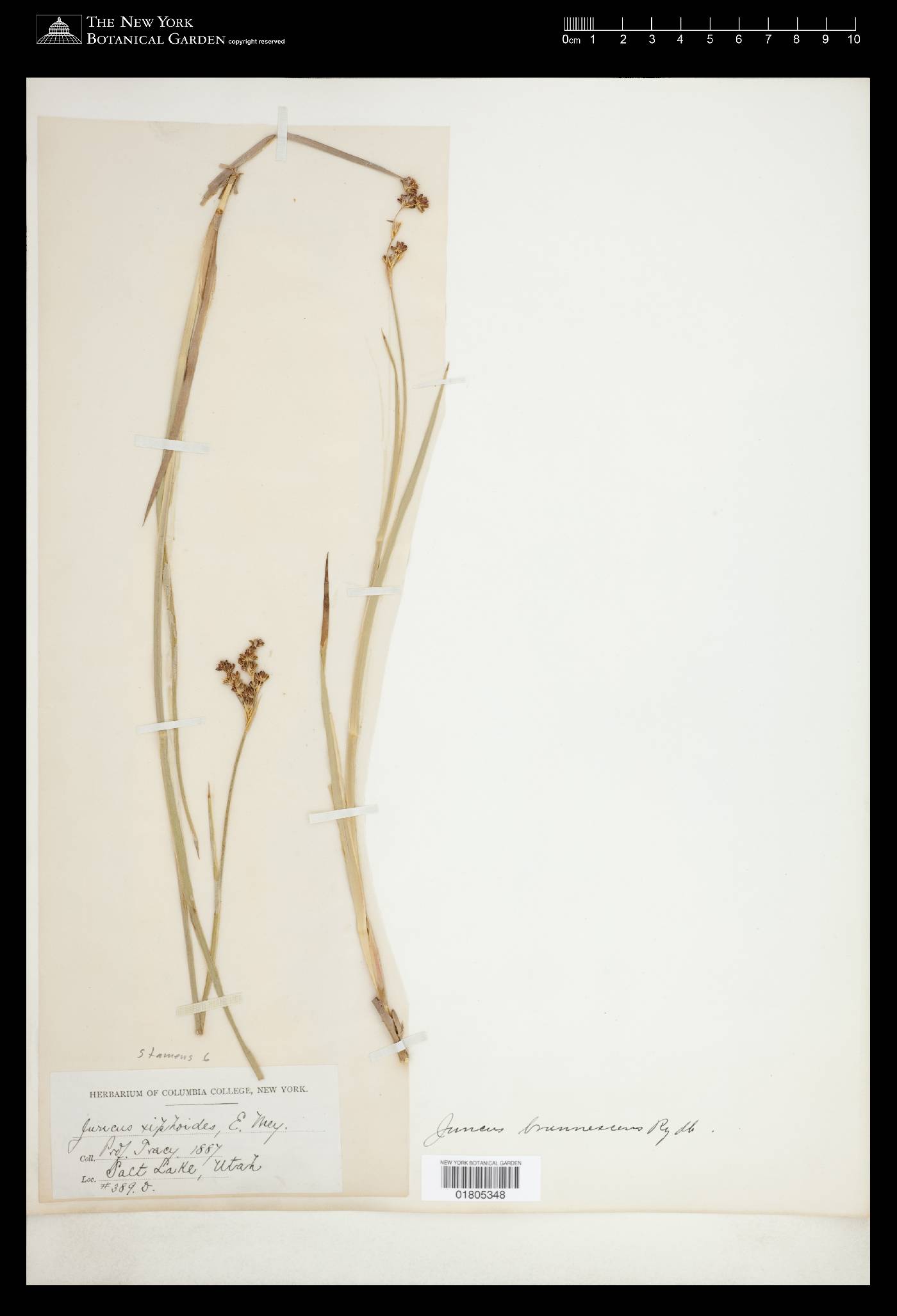 Juncus saximontanus image