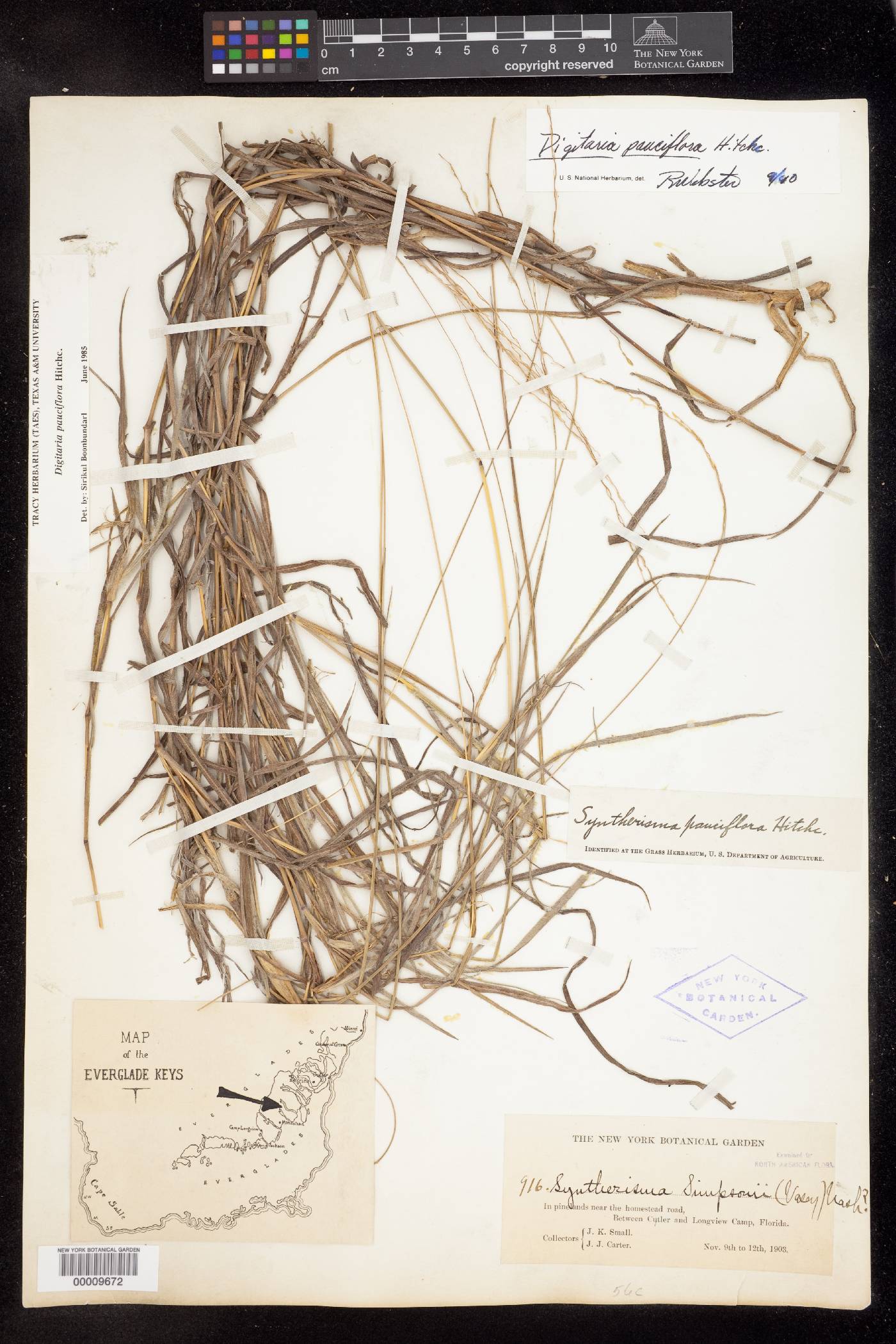 Digitaria pauciflora image