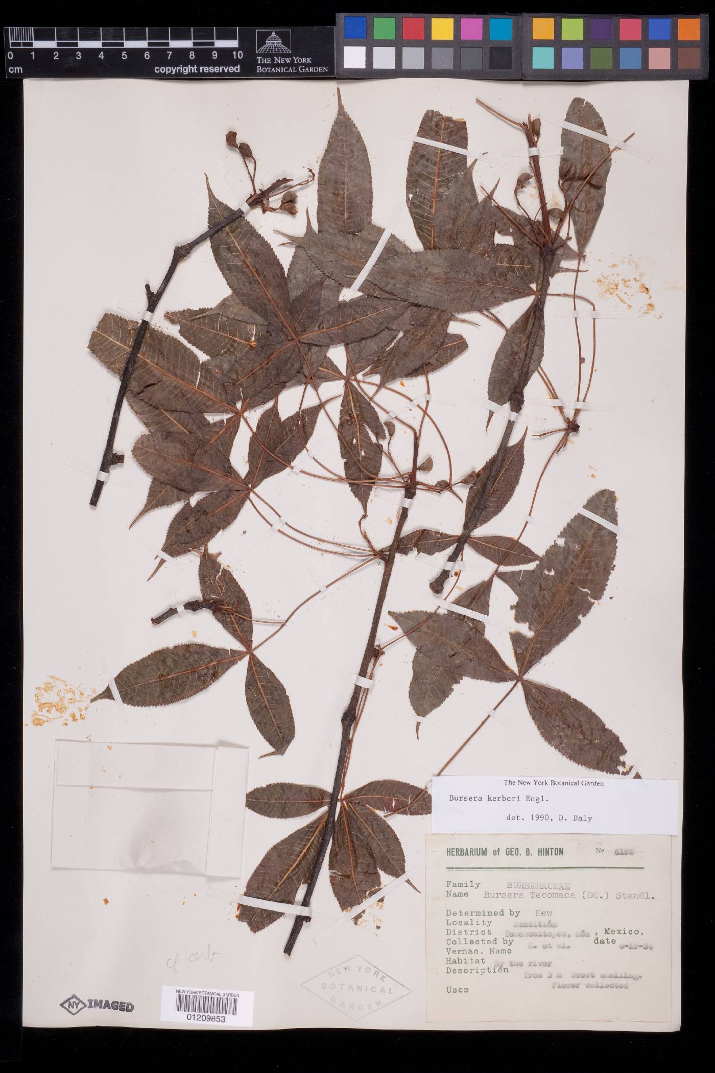 Bursera kerberi image
