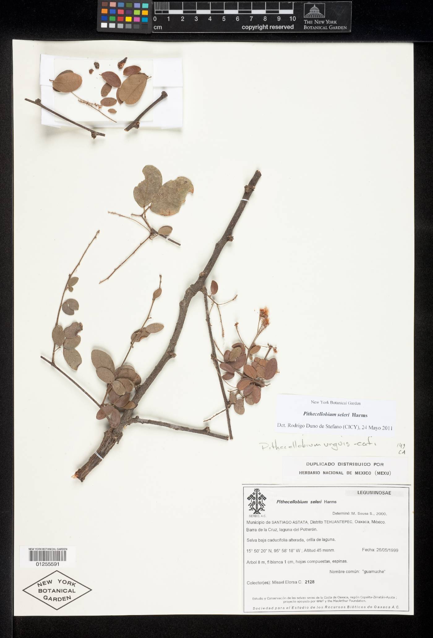 Pithecellobium seleri image