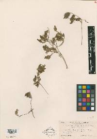 Cordylanthus nidularius image