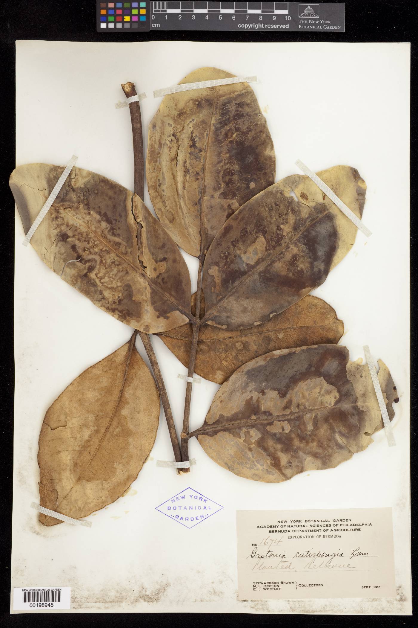 Polyscias cutispongia image