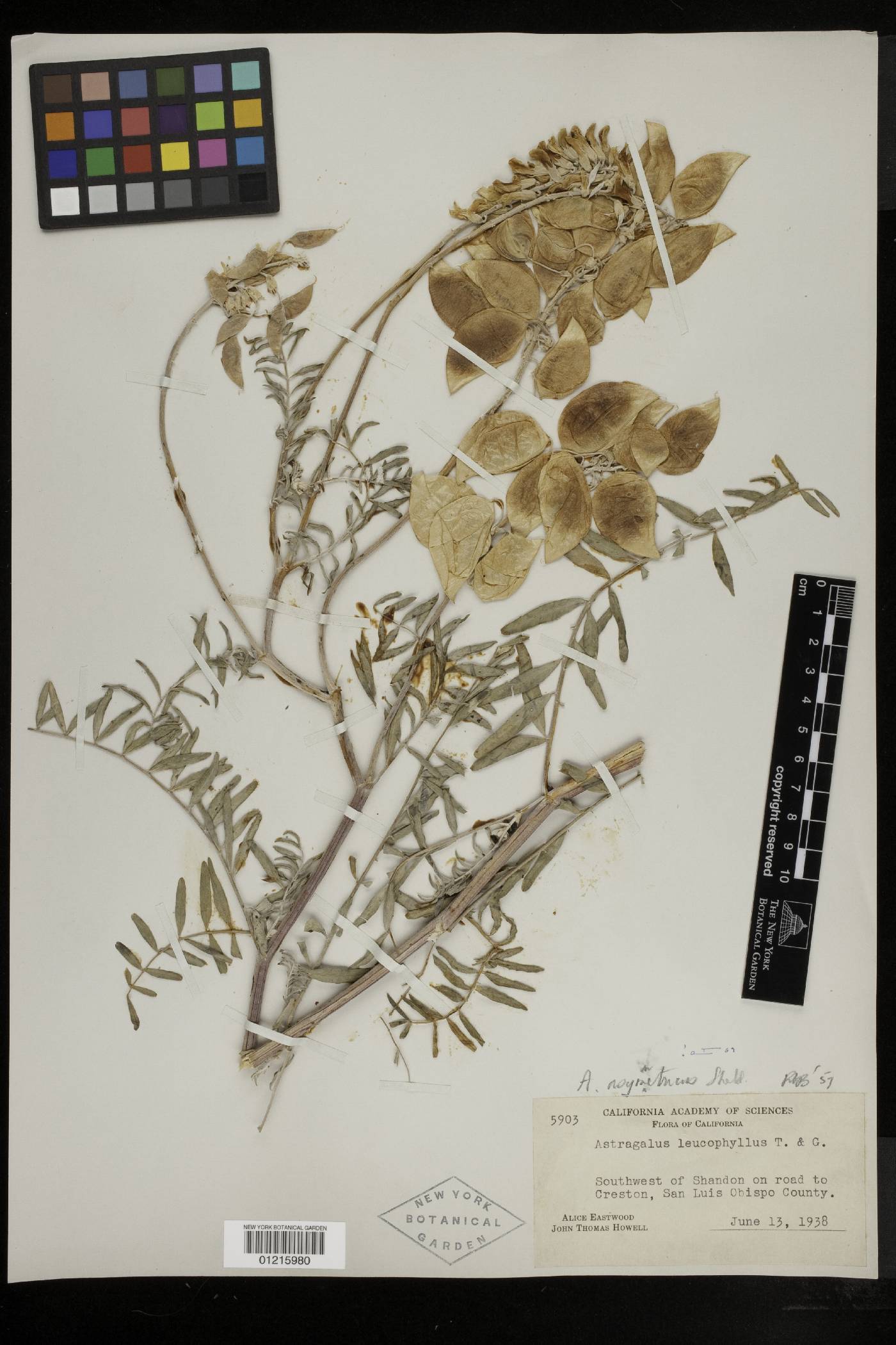 Astragalus asymmetricus image