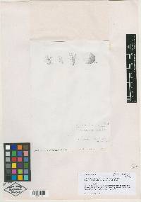 Sarratia berlandieri image