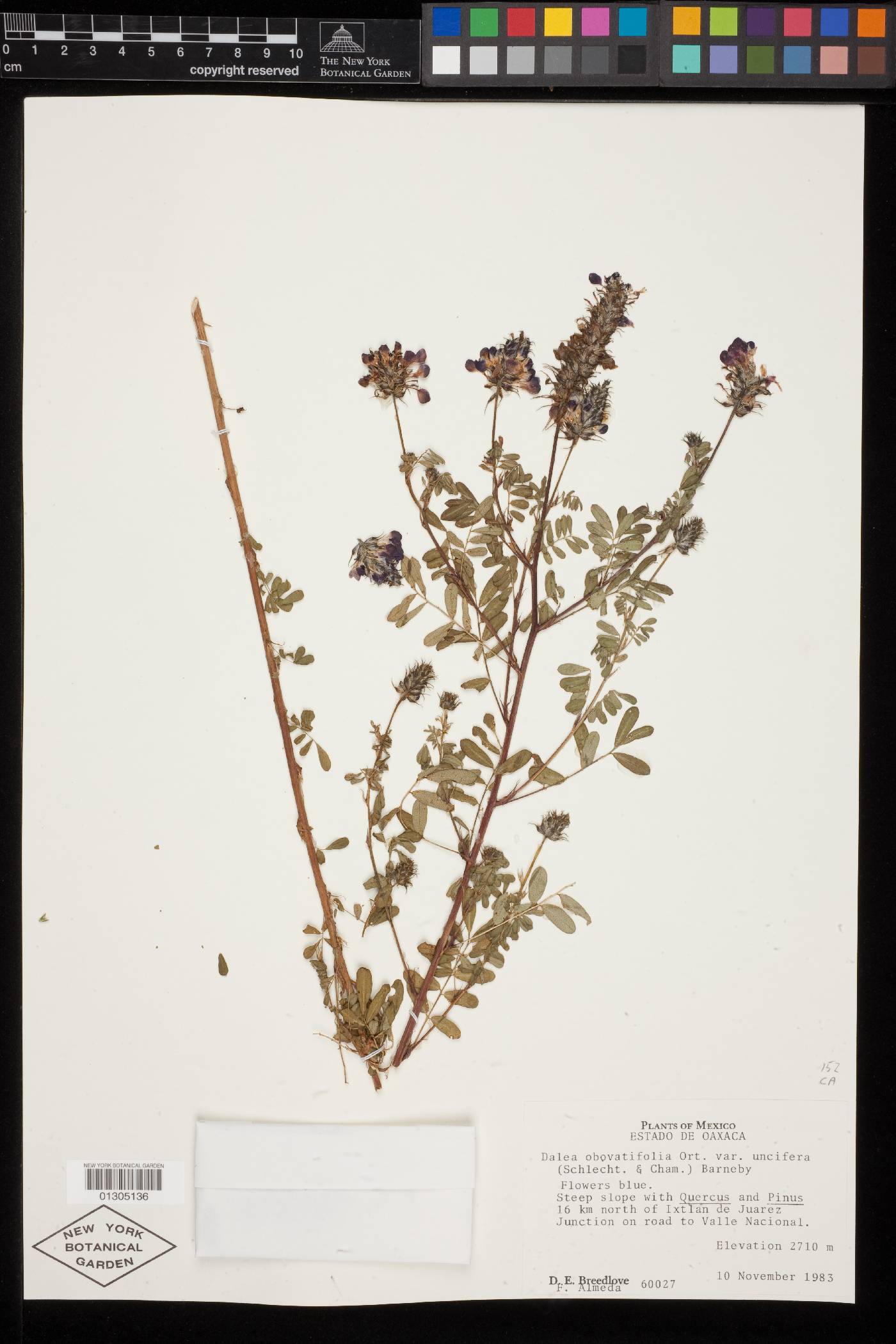 Dalea obovatifolia var. uncifera image