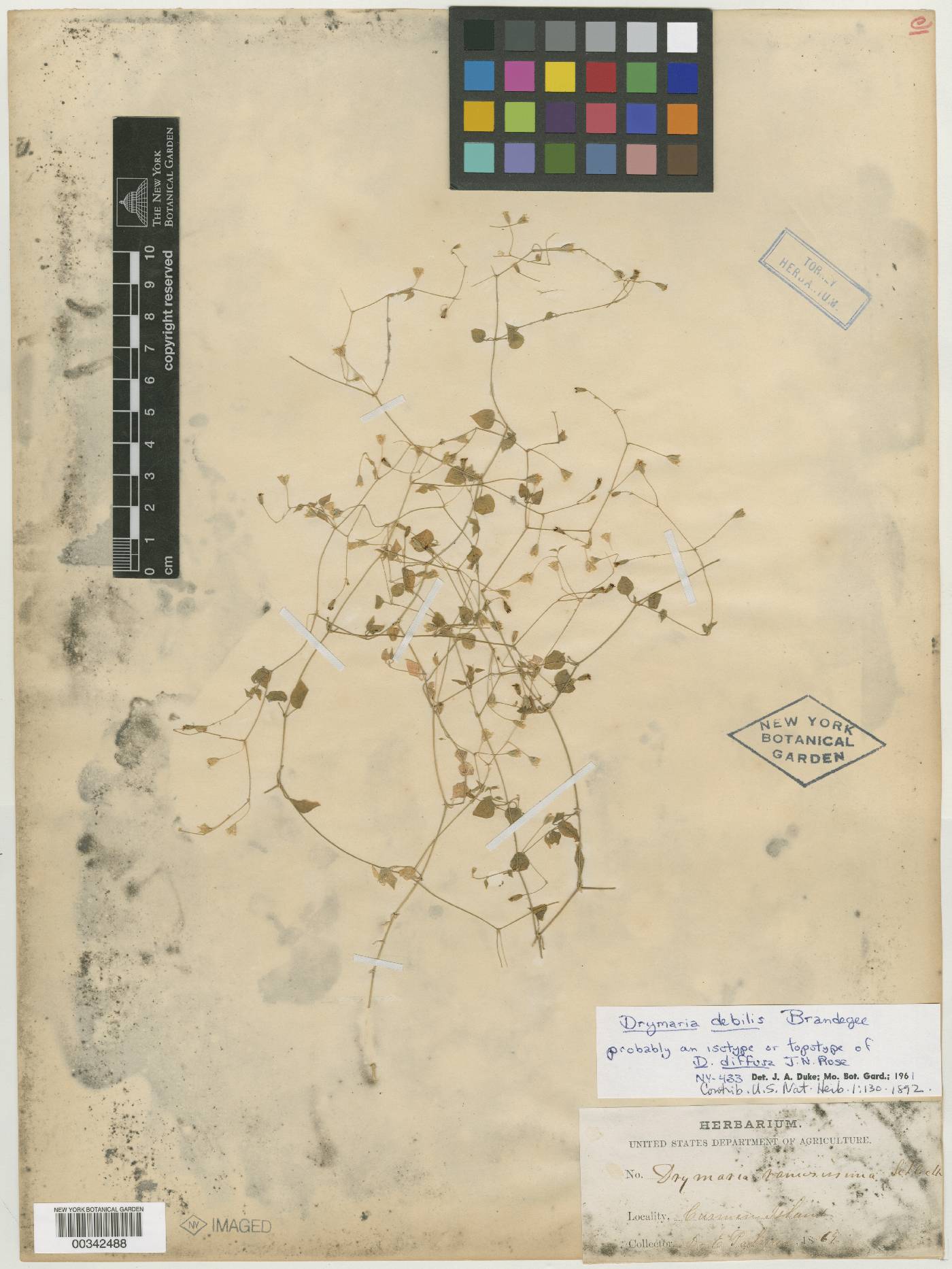 Drymaria diffusa image