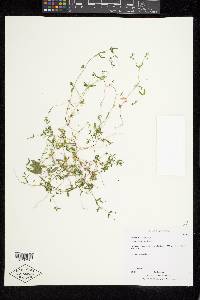 Galium bifolium image