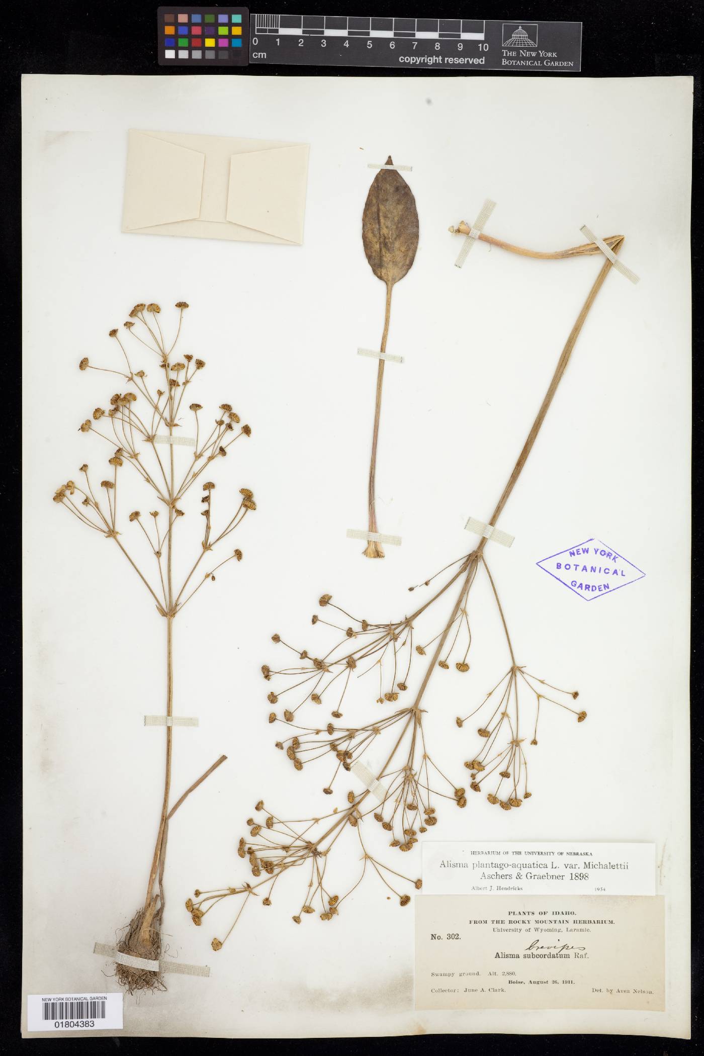 Alisma plantago-aquatica subsp. plantago-aquatica image