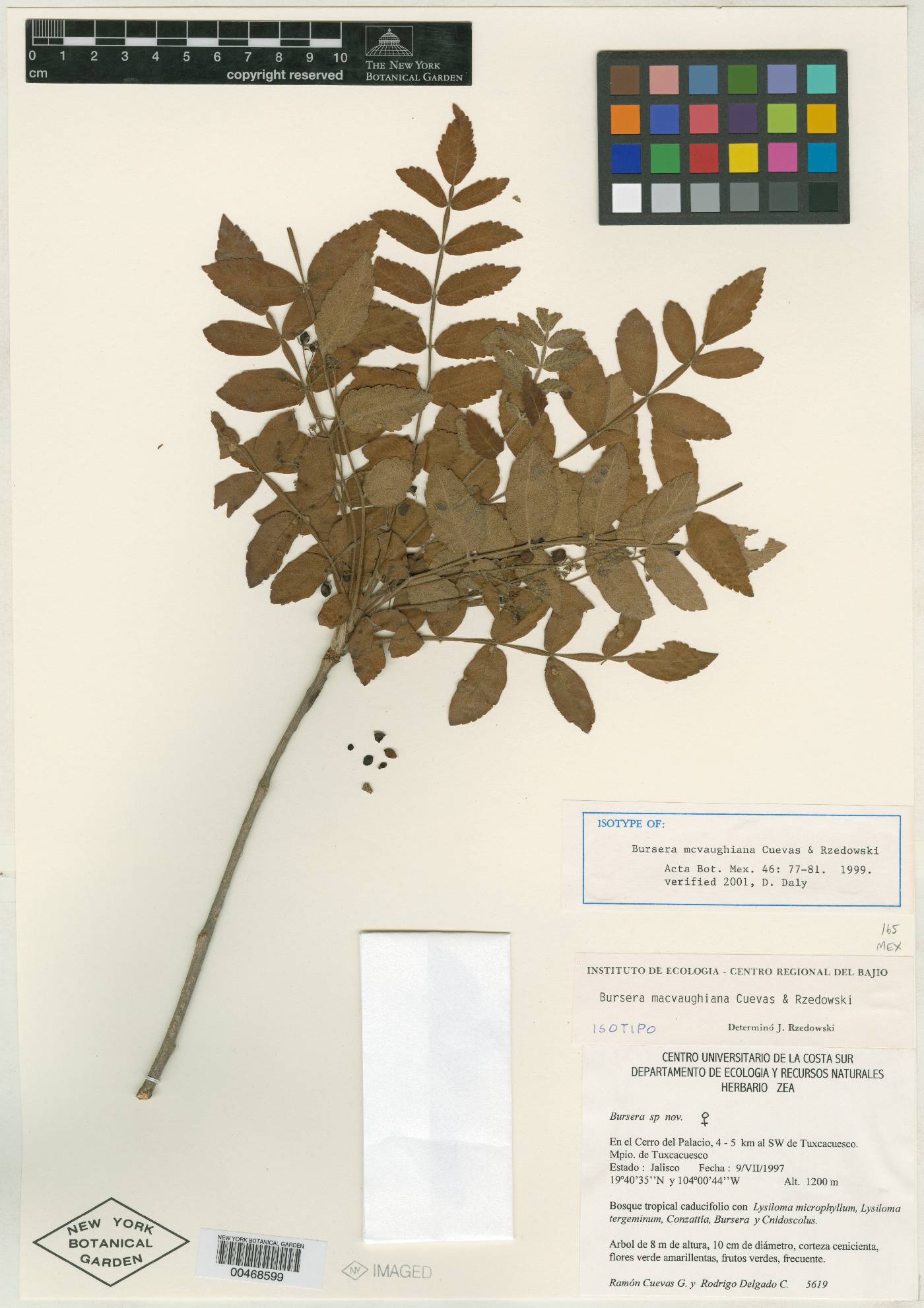 Bursera macvaughiana image