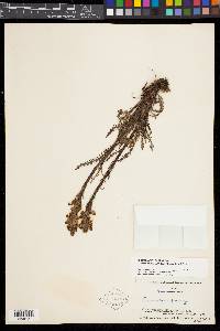 Pedicularis parryi subsp. parryi image