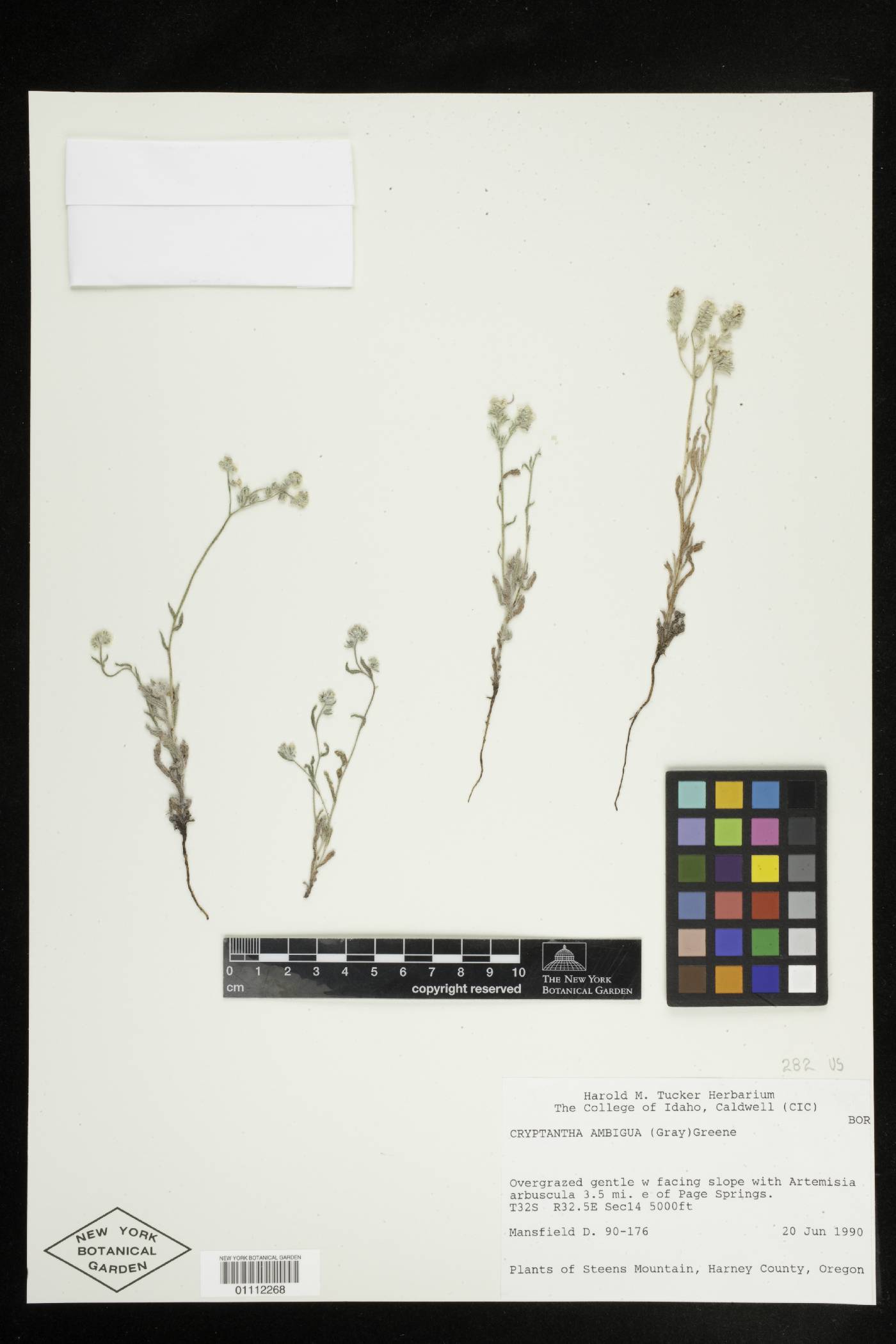 Cryptantha ambigua image