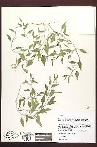Solanum salicifolium image