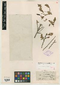 Chamaecrista desvauxii var. mollissima image