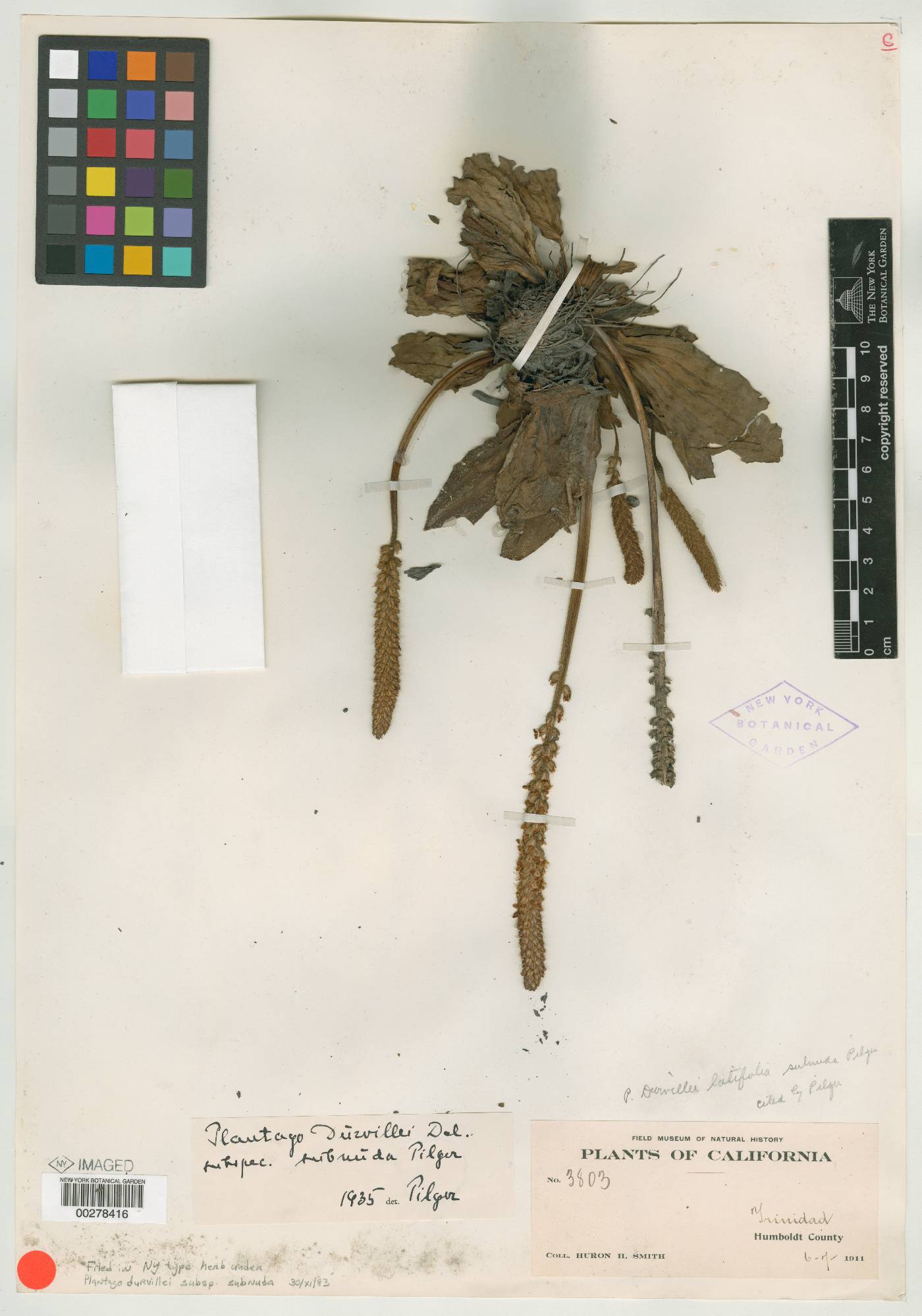 Plantago durvillei subsp. subnuda image