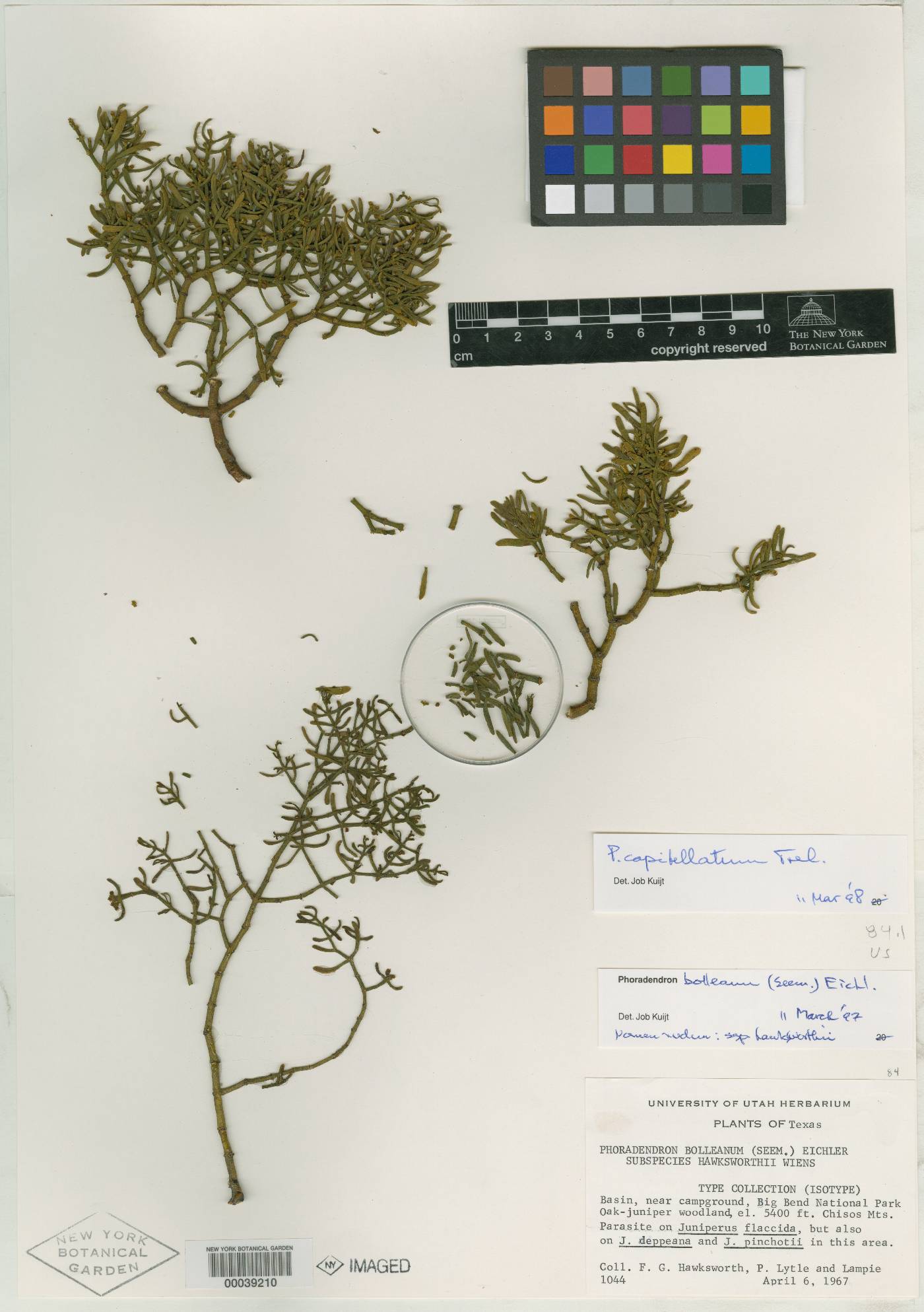 Phoradendron hawksworthii image