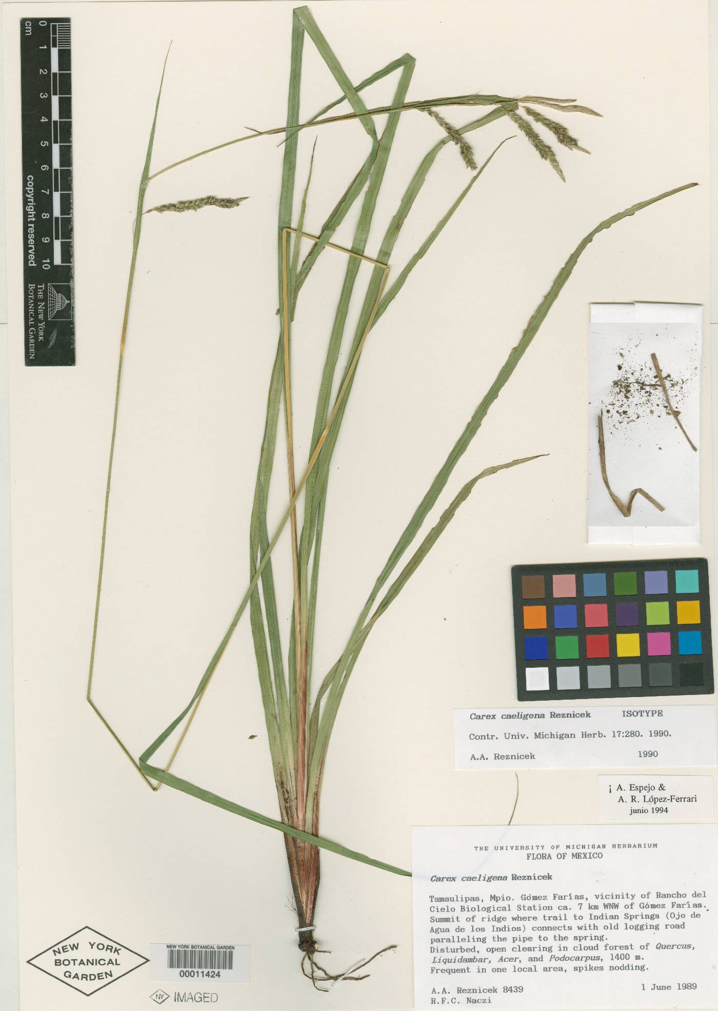 Carex caeligena image