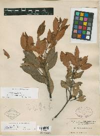 Persea humilis image