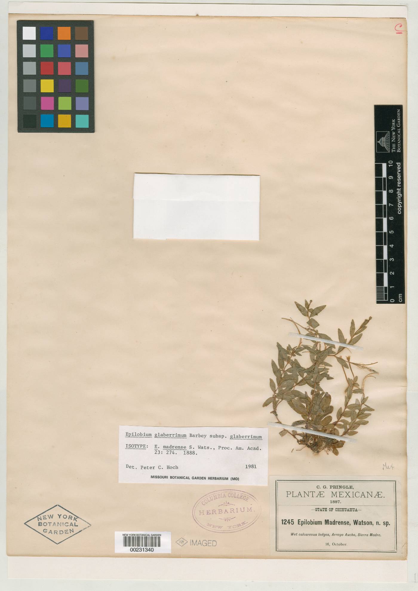 Epilobium glaberrimum subsp. glaberrimum image