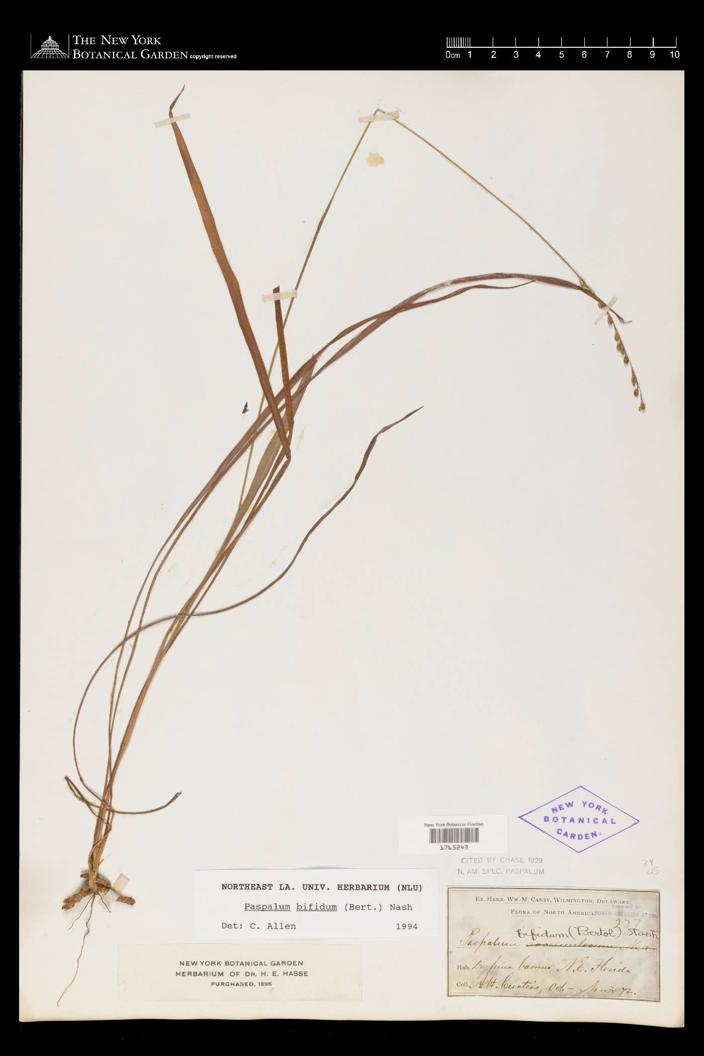 Paspalum bifidum image