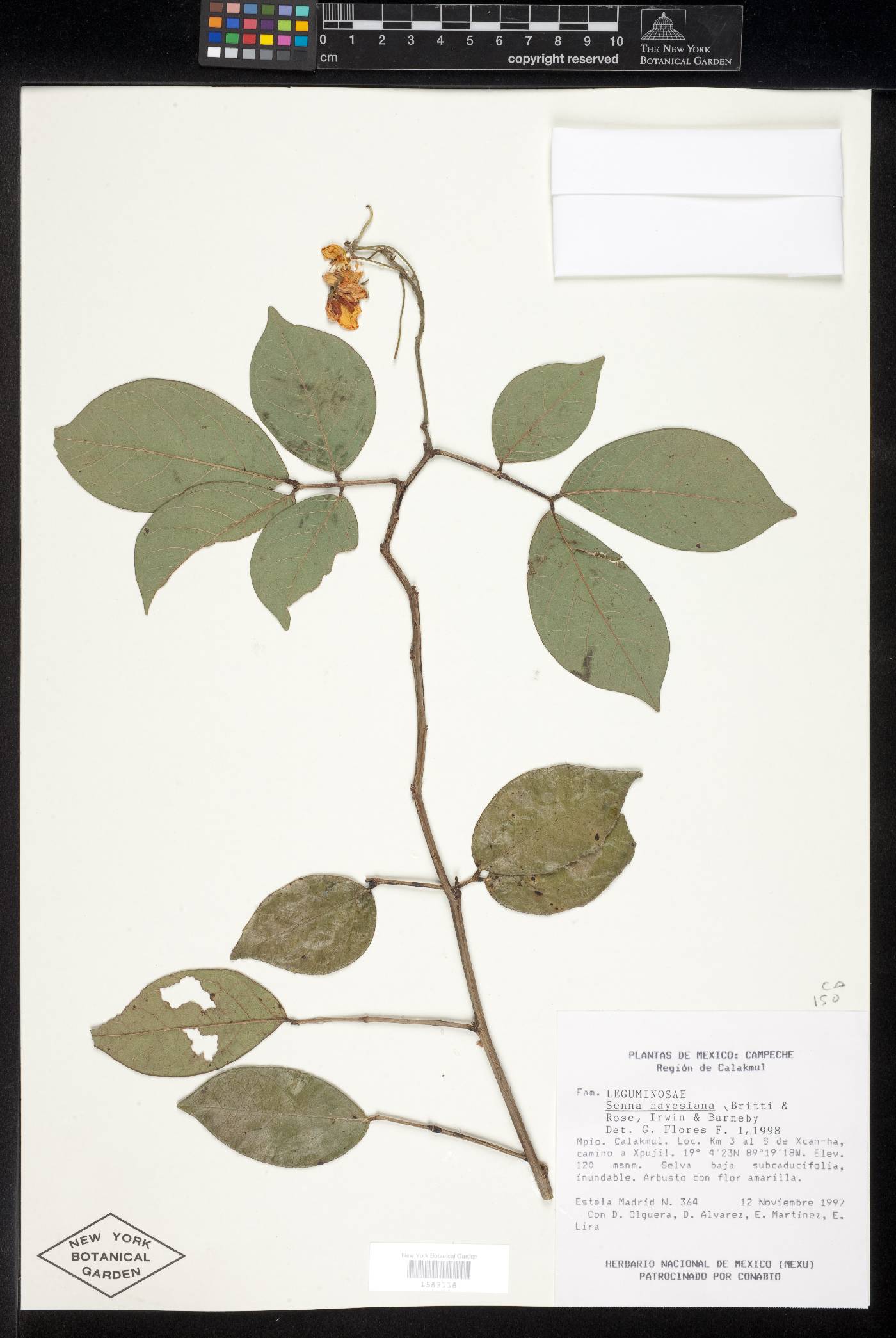Senna hayesiana image