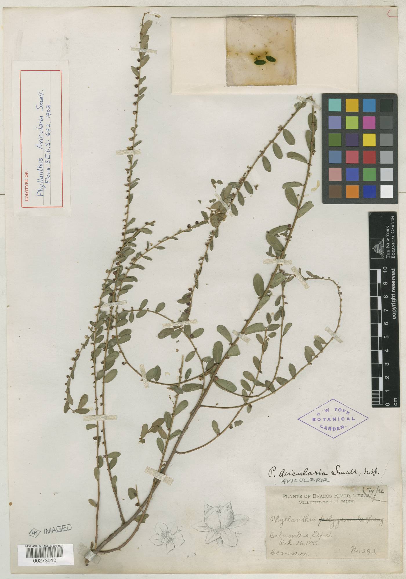 Phyllanthus avicularia image