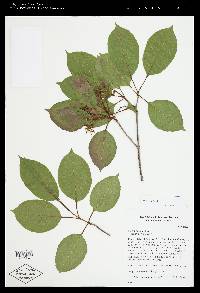 Viburnum lentago image