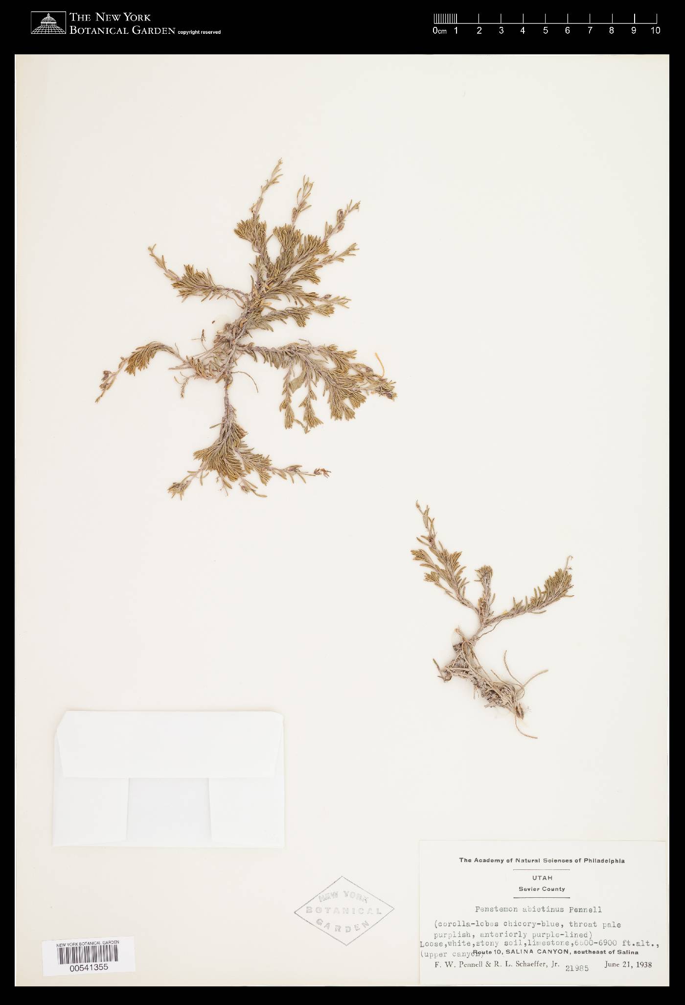 Penstemon abietinus image