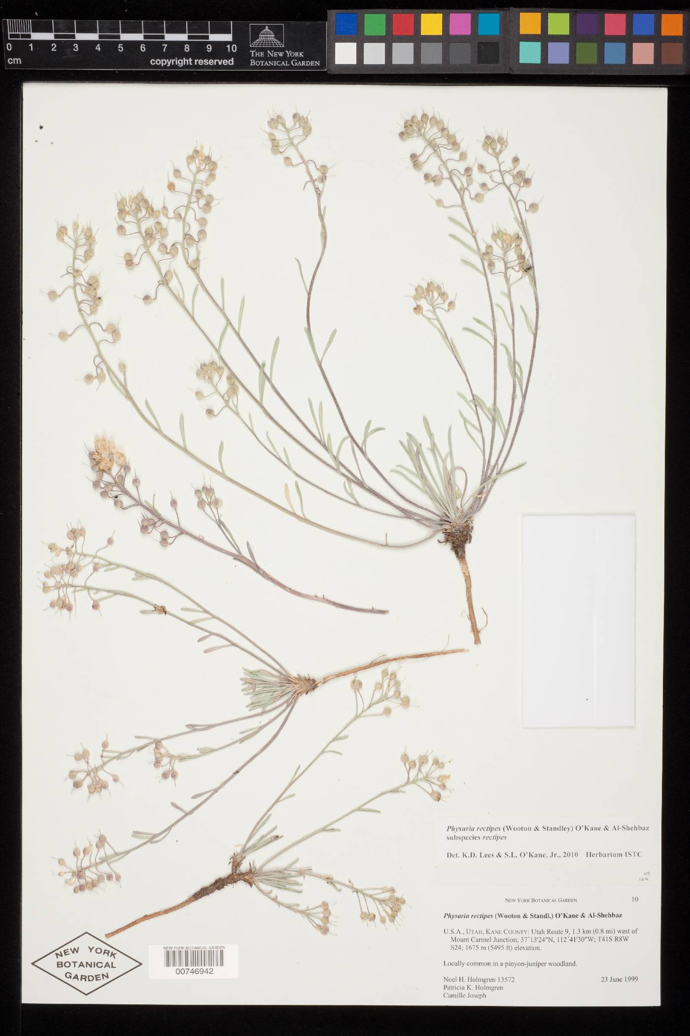 Physaria rectipes subsp. rectipes image