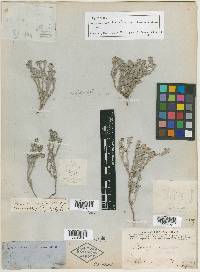 Heliotropium confertifolium image