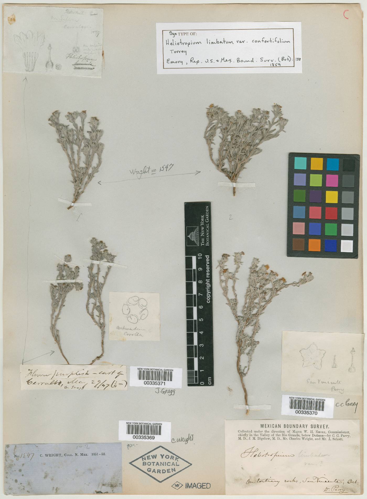 Heliotropium confertifolium image