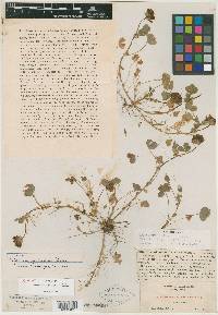 Trifolium splendens image