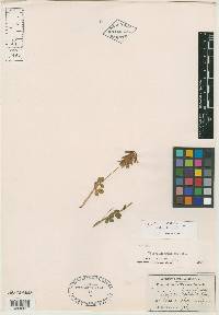 Trifolium brandegei image