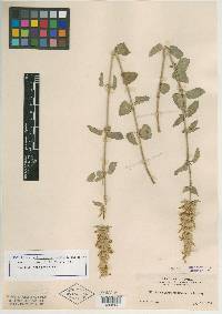 Brittonastrum pallidiflorum image