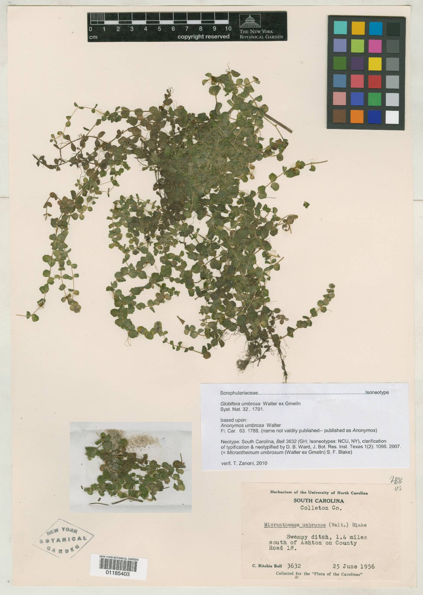 Globifera umbrosa image