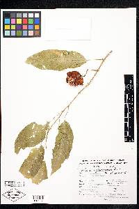 Solanum glaucescens image