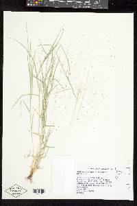 Muhlenbergia asperifolia image