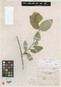 Lonicera dioica image